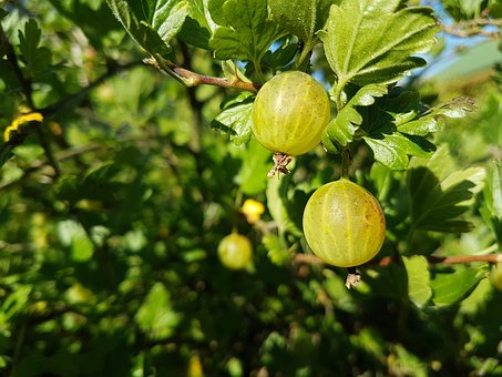 gooseberry-1822864__340